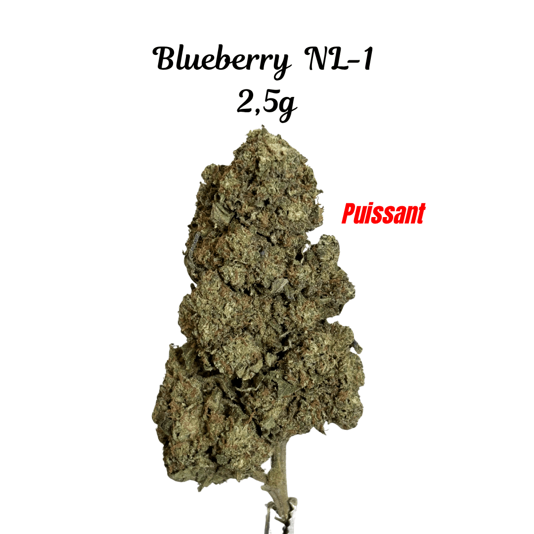 Blueberry NL-1